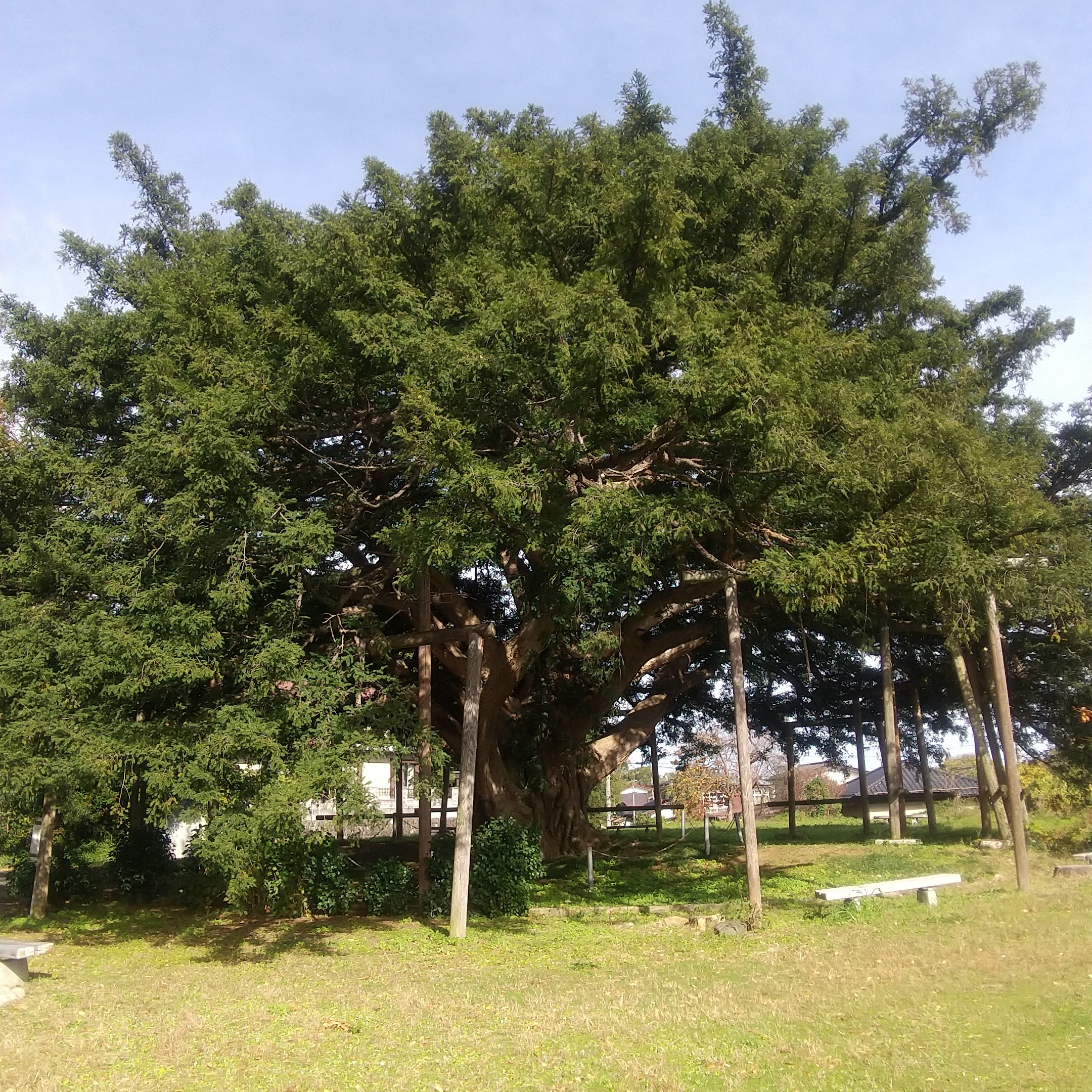 万正寺の大カヤ