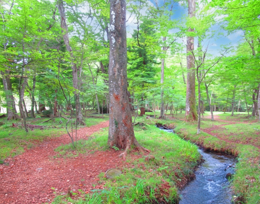 No.121 水林自然林